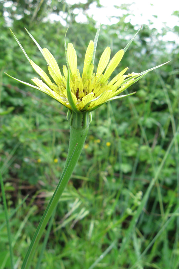 Tragopogon dubius